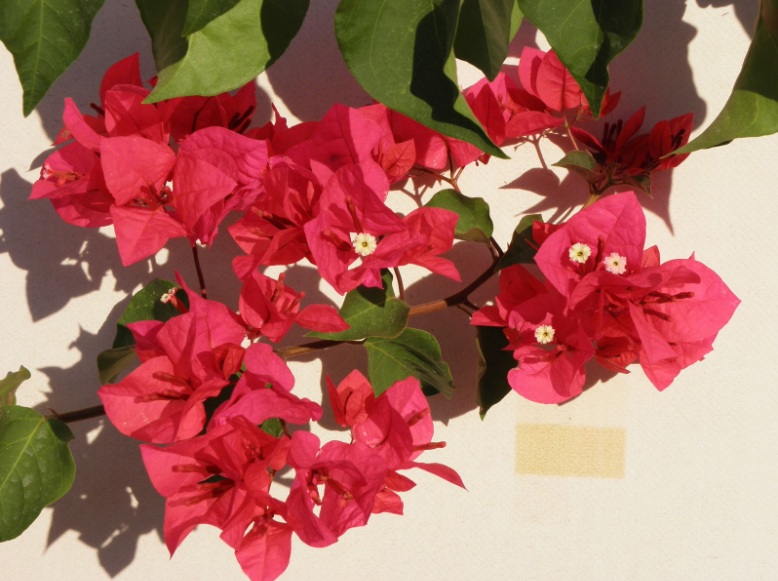 bougainvillea spectabilis.jpg